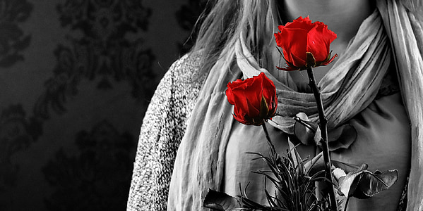 person holding red rose thumbnail