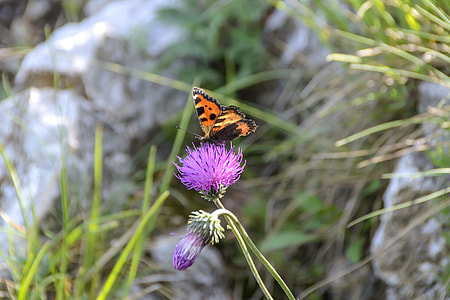 Peacock Butterfly, Blue Thistle thumbnail