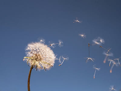 white dandelion thumbnail