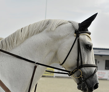 white horse in the field thumbnail