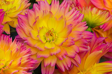 yellow and pink dahlia flowers thumbnail