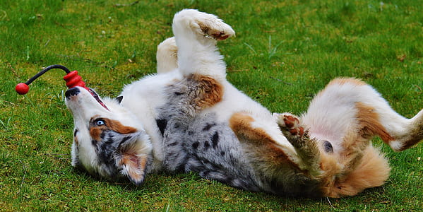adult blue merle Australian shepherd thumbnail