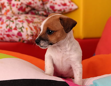white and tan Jack Russel terrier on sofa thumbnail
