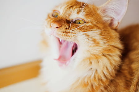 orange tabby cat thumbnail