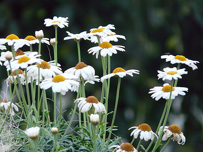 Marguerite, Tree Daisy thumbnail