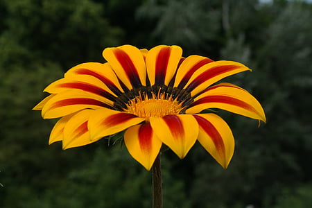 red-and-yellow petaled flower thumbnail