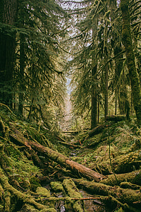 forest trees thumbnail