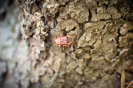 Pink White and Black 6 Legged Insect thumbnail
