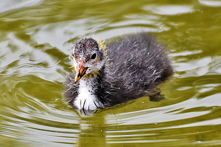 duckling on body of water thumbnail