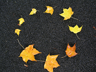 positioned in circle maple leaves thumbnail