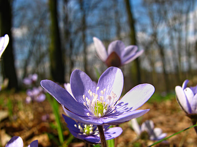 purple liverwort flower in selective focus photography thumbnail