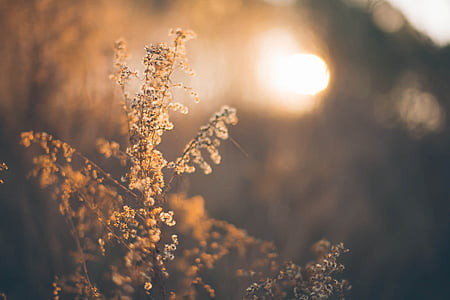 brown flowers thumbnail