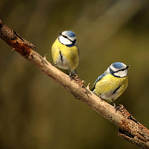 two white-blue-and-orange birds on tree trunk thumbnail