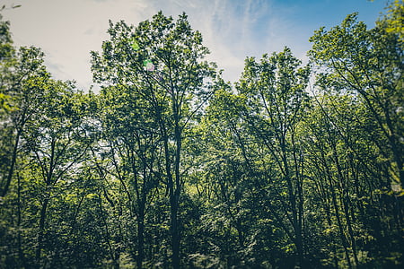green trees under white and blue sky thumbnail