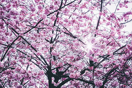 Pink Flowers Tree thumbnail