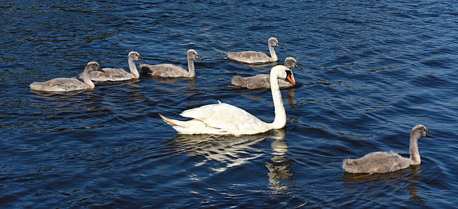 raft of gray and white swans on body of water thumbnail