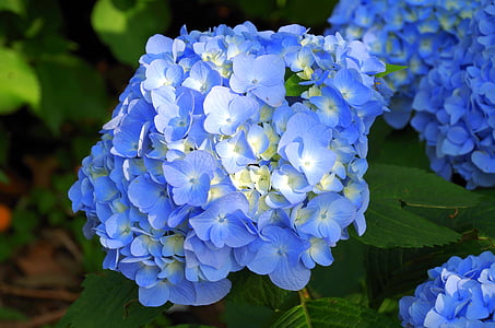 selective focus photography of blue hydrangeas in bloom thumbnail