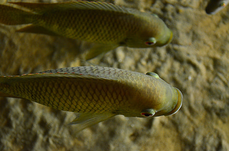 two brown fish swimming under water thumbnail