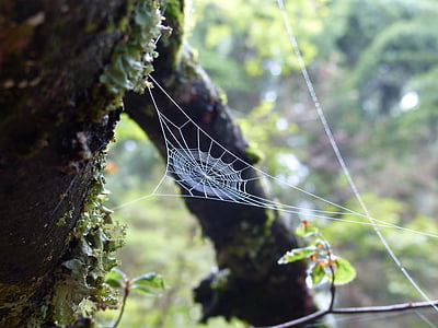 white spiderweb thumbnail