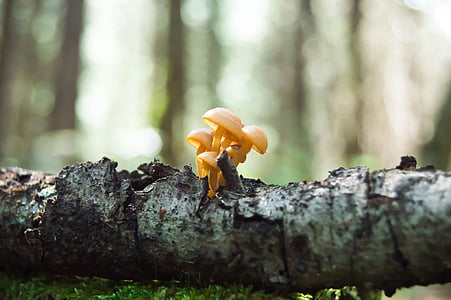 focus photo of brown mushrooms thumbnail