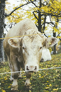 brown cattle beside brown and green trees thumbnail
