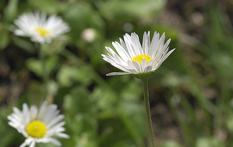 Daisies, Flowers thumbnail