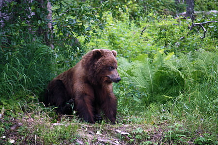 grizzly bear on ground thumbnail