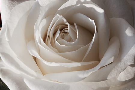 macro photo of white rose thumbnail
