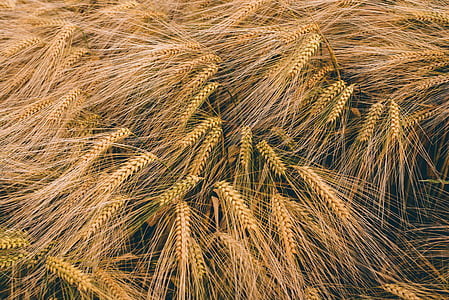 dried grass during daytime thumbnail