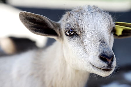 shallow focus photography of goat kid thumbnail