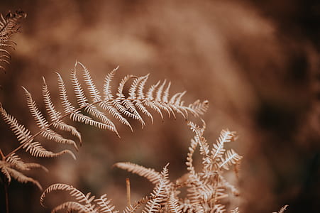 fern plant thumbnail