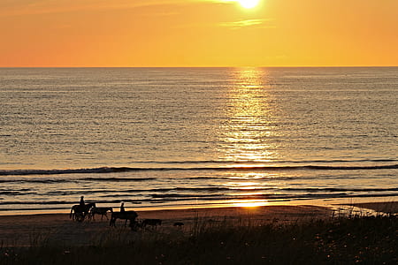 silhouette photo of three horses on seashore during sunset thumbnail