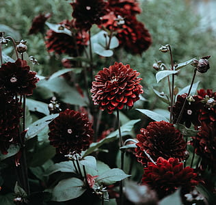 red chrysanthemum flowers thumbnail