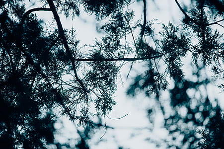 macro, plant, tress, forest thumbnail