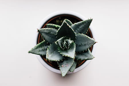 photo of green aloe vera plant thumbnail