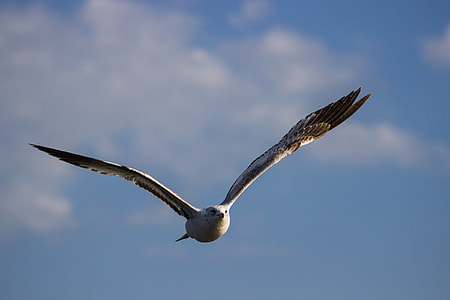 white gull in mid-flight thumbnail