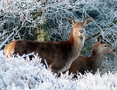 two female deer during daytime thumbnail