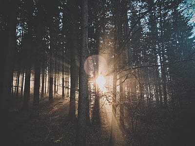 golden hour photography of trees thumbnail