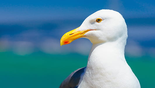 macro photography of white bird thumbnail