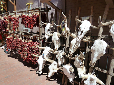 white horned animal skull lot thumbnail