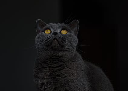 black fur cat thumbnail