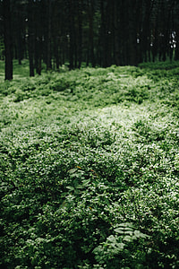 In the spring forest thumbnail
