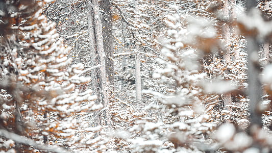 snow covered trees at daytime thumbnail