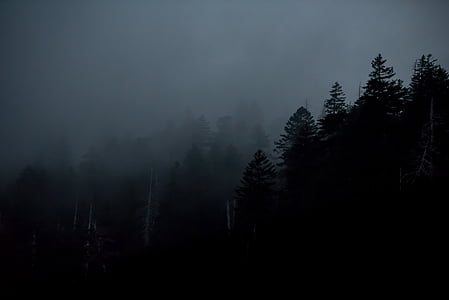 landscape photography of trees thumbnail