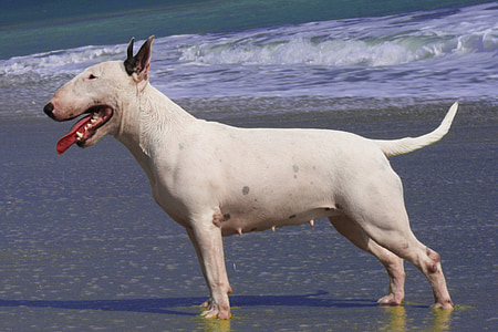 white bull terrier standing on wet sand on beach thumbnail