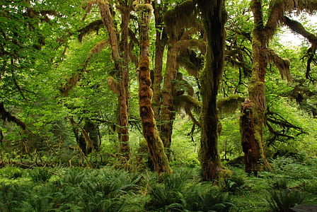 green leaf forest thumbnail