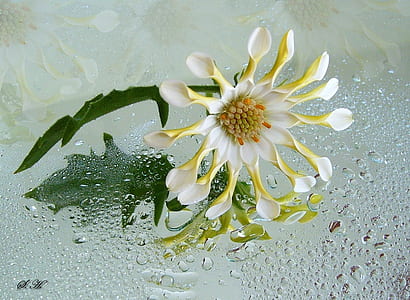 white and yellow daisy flower in closeup photography thumbnail