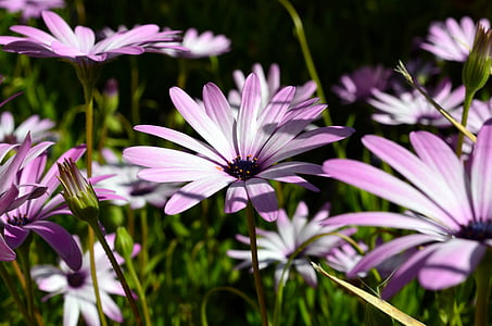 pink-and-white petaled flower closeup photo thumbnail