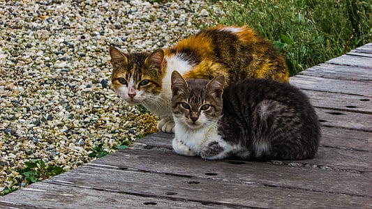 calico cat and brown Tabby cat side-by-side thumbnail