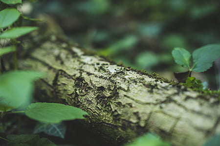 closeup photography of green leaf plant thumbnail